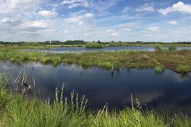 Moorlandschaft