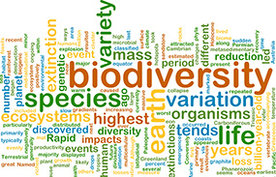 Illustration Biodiversität 