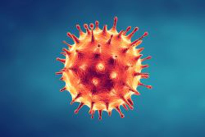 Corona Virus