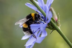 Erdhummel