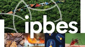 Cover Thematisches IPBES-Assessment zu invasiven gebietsfremden Arten und ihrer Kontrolle